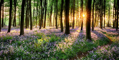 Heatwaves: Why British trees are shedding branches and dying