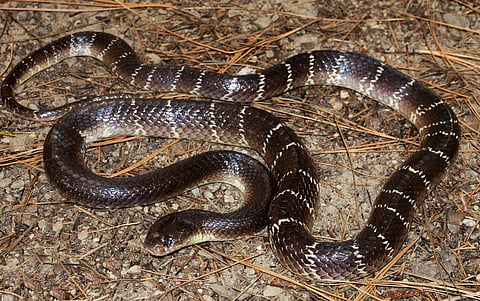 This monsoon, in addition to being prepared for floods, governments should also be prepared for snakebites
