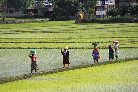 How Kashmir’s warming winters are driving a new agricultural crisis