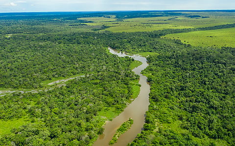 Heat waves pushed 57 million hectares of tropical forests beyond photosynthesis limits: Study