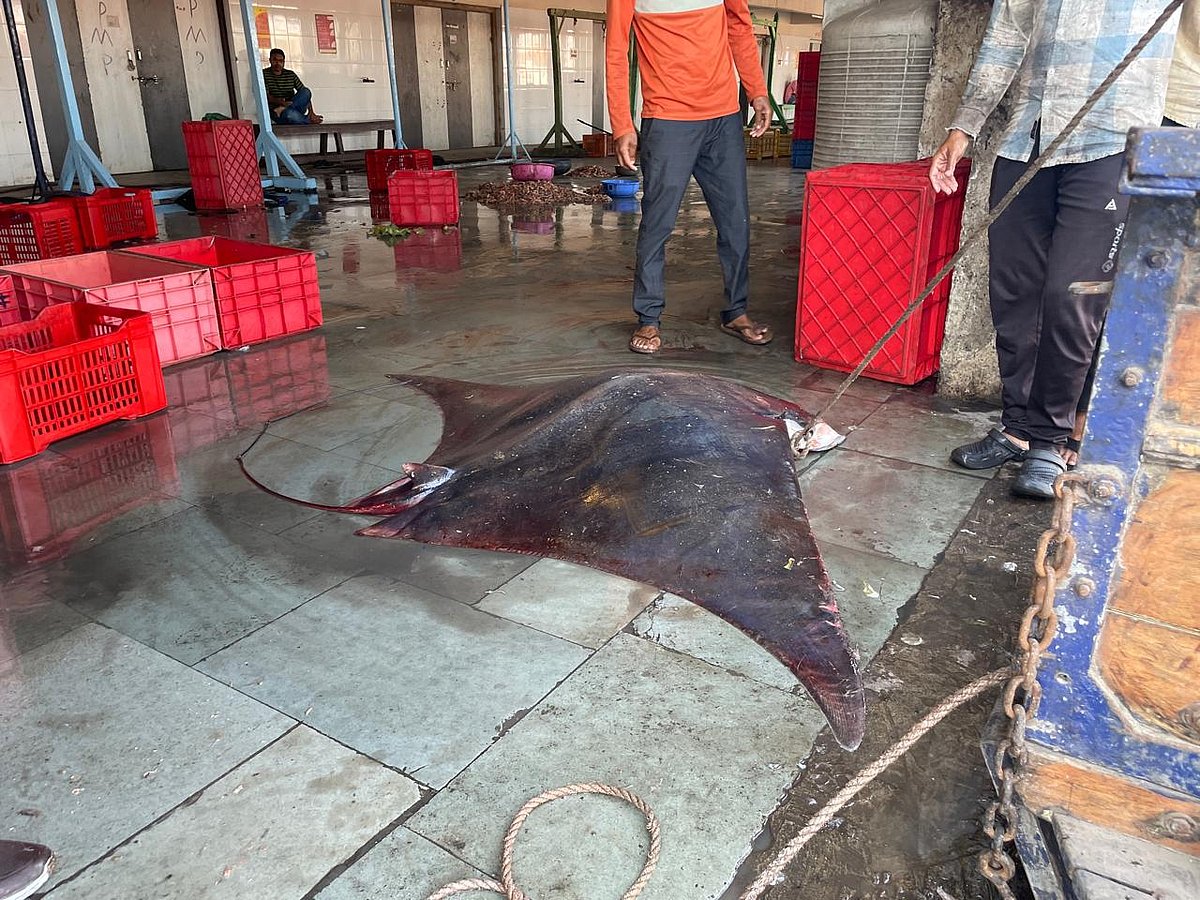 Giants of the ocean: Why India must protect its manta rays