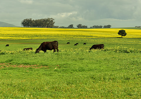 Will El Niño drought hit food prices in South Africa? Earlier rains and grain stocks offer hope