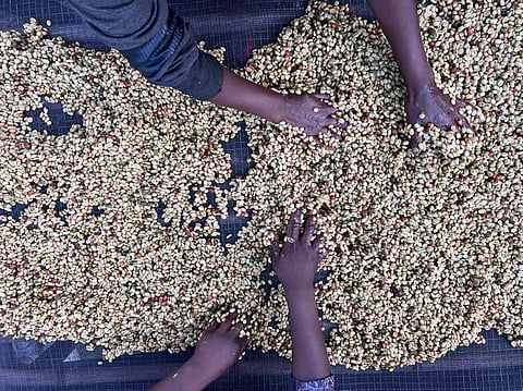 China is funding African farmers but not food processing and storage: Why it’s a problem