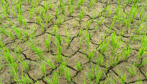 When the rains miss ‘Ashar’: El Niño, a shifting monsoon, and the smallholder sowing window
