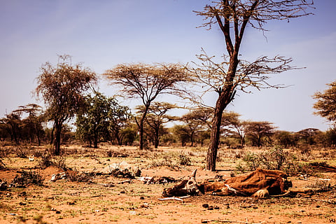 Africa’s Greater Horn region is facing a looming polycrisis fueled by conflict, prices, climate and disease