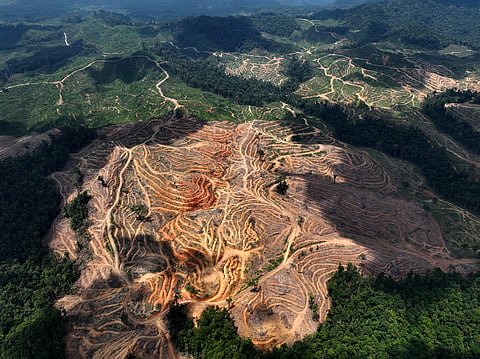 Wood pellets exported as green fuel drive natural forest loss, threaten Indigenous communities