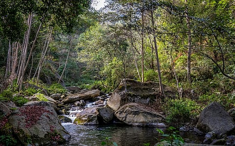 Beyond forest stock: How the 16th Finance Commission reshapes ecological incentives