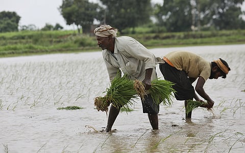 Sonepat transplants paddy in earnest, as monsoon returns