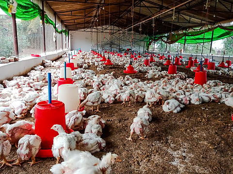 Domestic antibiotic use in food-animals needs monitoring despite export safeguards
