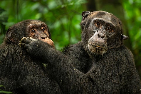 Great apes were using touch to reassure and keep the peace six million years before humans evolved — new research