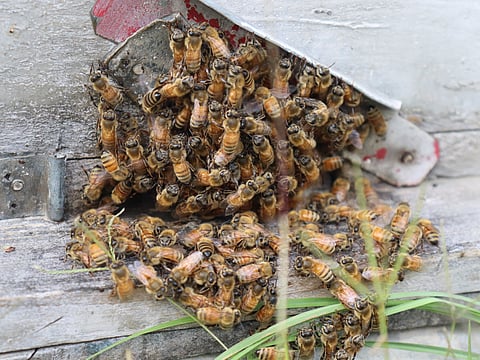 Honeybees gather outside the entrance of a hive to regulate the colony's temperature during hot weather at a bee farm in Khonmoh Hills, Srinagar.