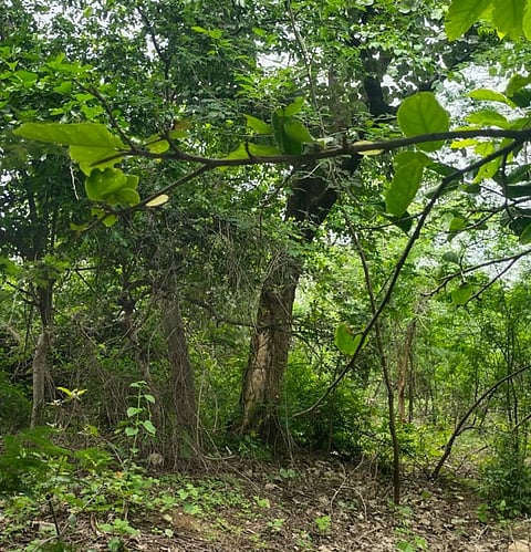 Unprotected protectors: Bundelkhand’s sacred groves are thriving without any law to save them