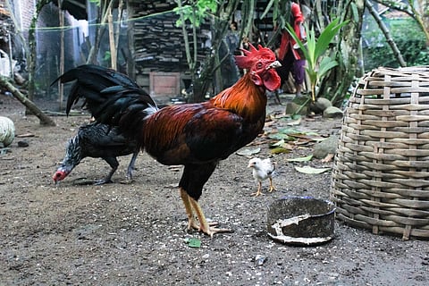 Scaling nature-based solutions have potential to reduce antibiotic use in livestock in the long term