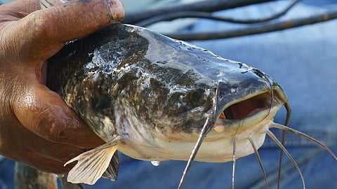 Some animals catch cancer from others in their species — here’s why humans aren’t one of them