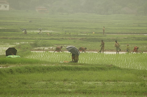 Farm labourers working in a paddy field in Jharkhand