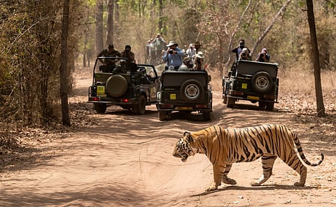 Rethinking conservation: India needs a new framework for conserving tigers