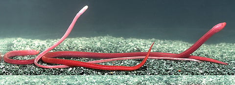 Blind, blood-red eel found inside dug-out wells in Assam’s Goalpara