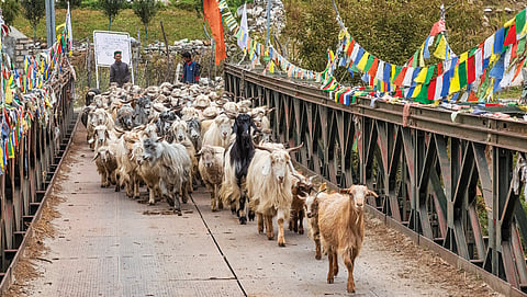 New route to pasture
