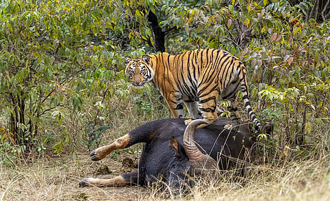 Two-thirds of India’s 58 tiger reserves have either declining prey base or poor habitat or both; nine have zero or critically low tiger numbers, says government report  