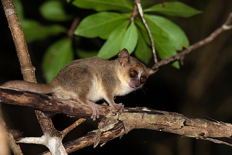 Madagascar’s brown mouse lemurs are struggling to flourish in regenerating forests where black rats have invaded in large numbers. 