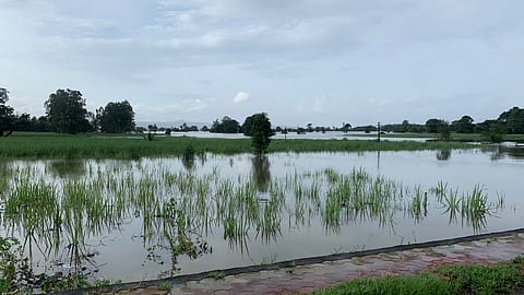 An inundated farm in Maharashtra.