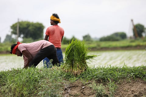 Farm labourers transplant paddy in a field near Sonipat, Haryana.