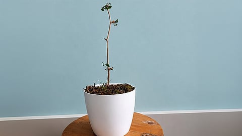 Ginkgo biloba sapling raised by the author.