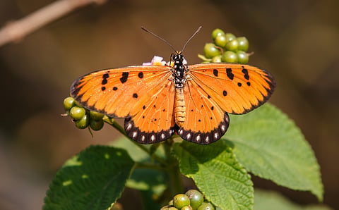 80% butterflies have expanded their ranges while a quarter face range contractions due to climate change: Study