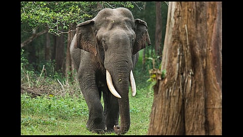 There is a certain irony to World Elephant Day celebrations