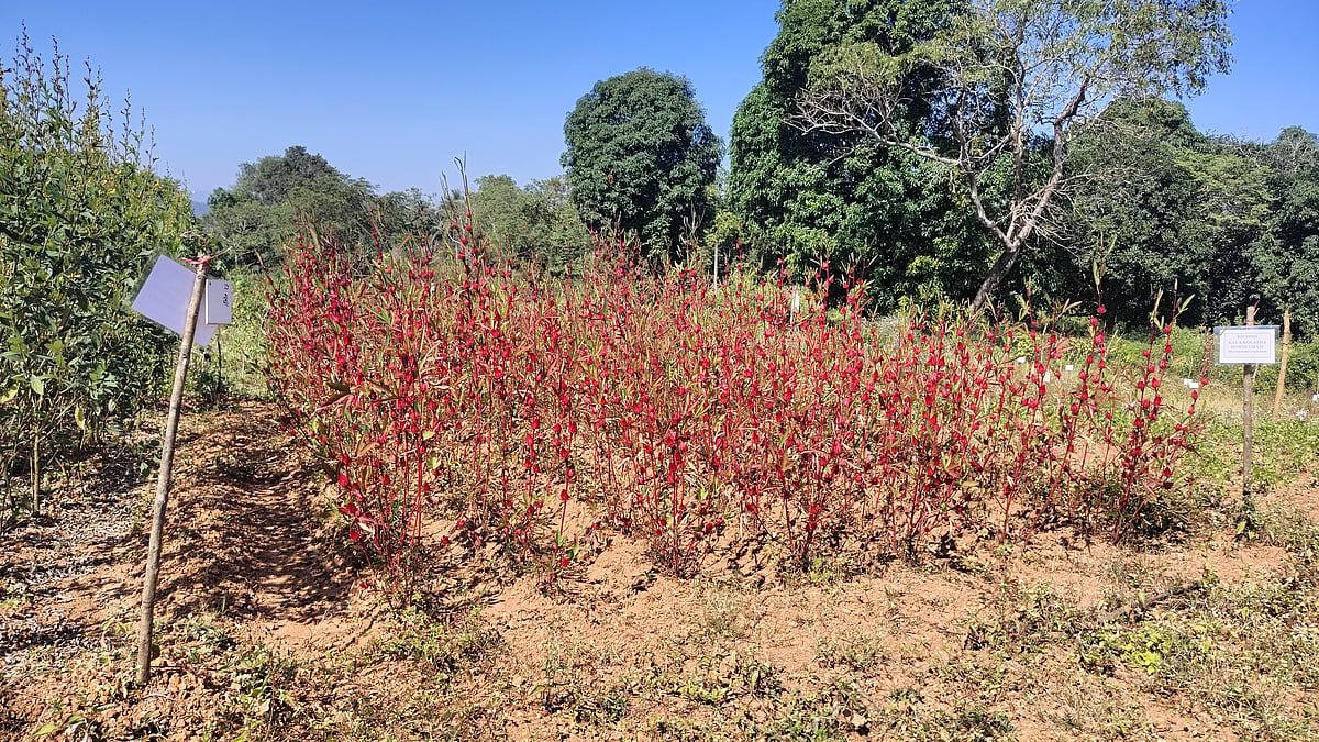 Roselle: The indigenous crop helping Odisha’s tribal communities adapt to climate change