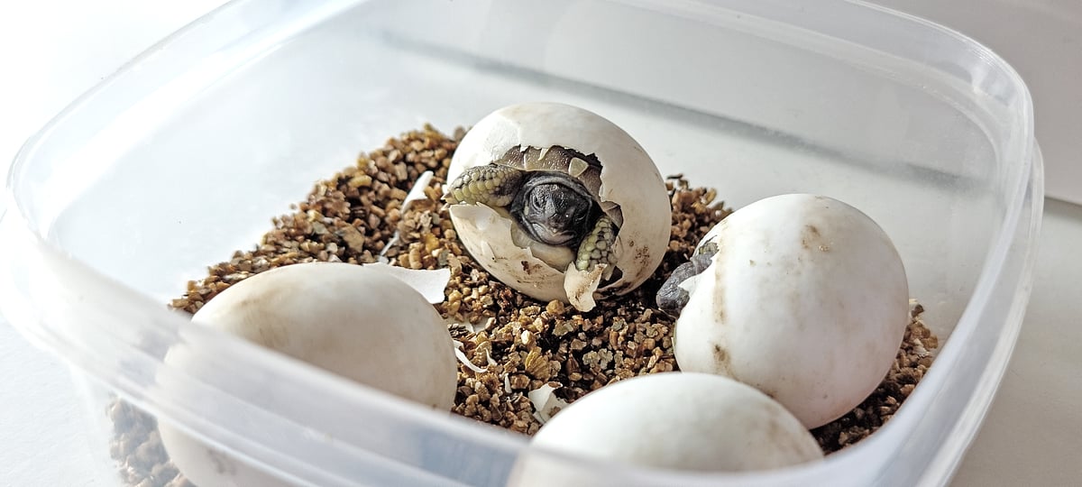 ‘Let’s get real’: Scientists discover a new way climate change threatens cold-blooded animals
