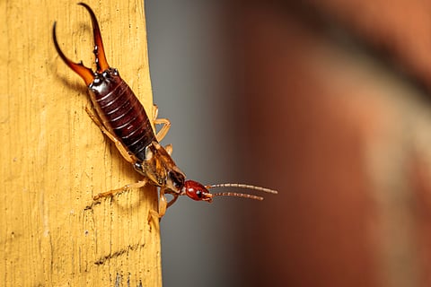 Earwigs are the hero single mothers of the insect world – and good for your garden too