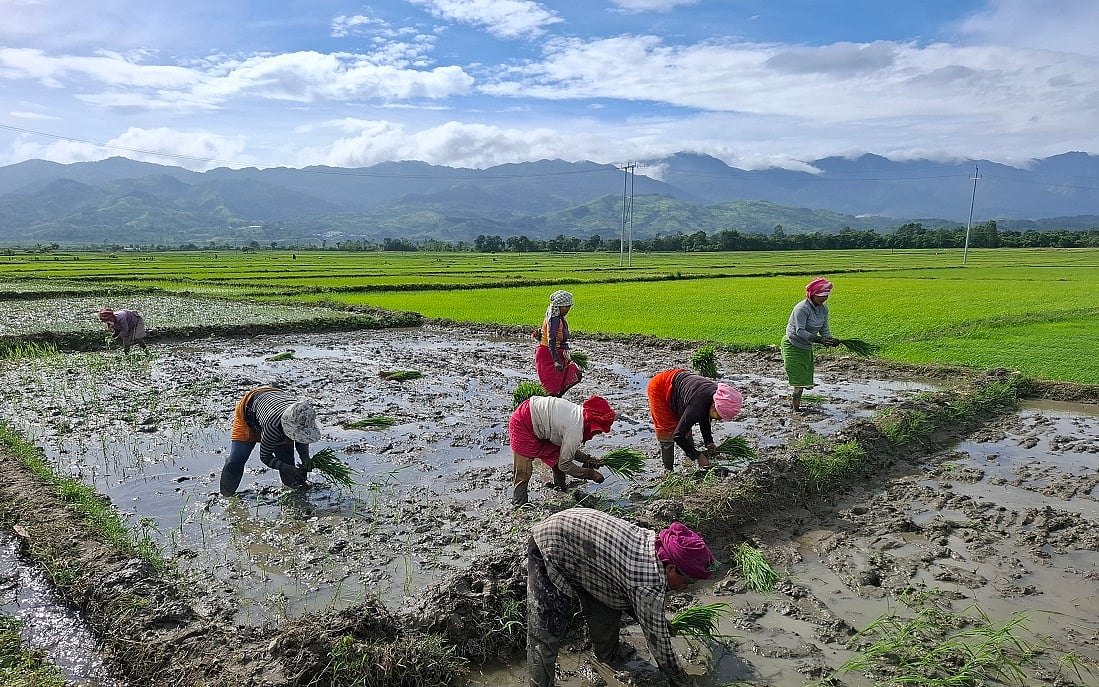 Erratic Monsoon and Rainfall Deficit Put Manipur’s Rice-Based Agrarian Economy at Risk