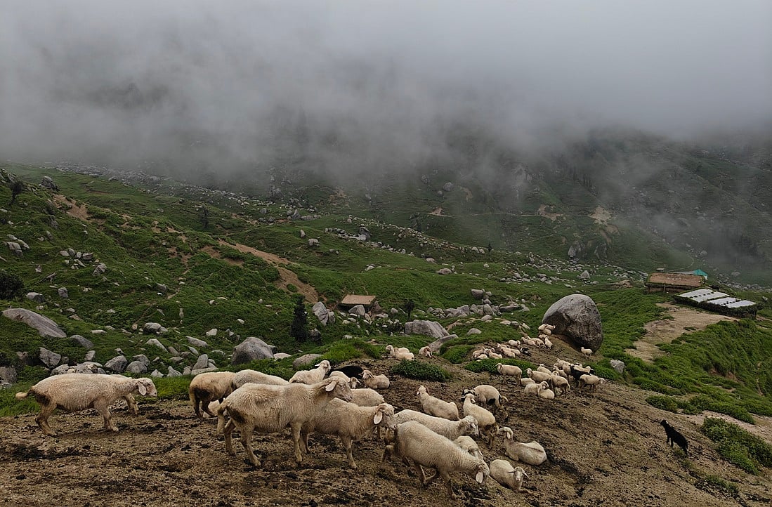 Himachal Pradesh is introducing Australian Merino sheep in its hills to ‘enhance' its wool economy. But at what cost?