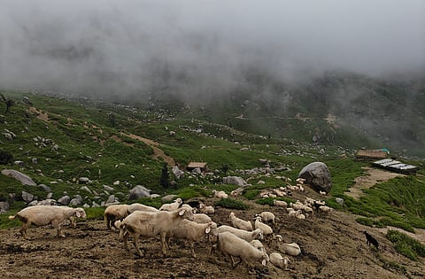 Himachal Pradesh is introducing Australian Merino sheep in its hills to ‘enhance’ its wool economy. But at what cost?