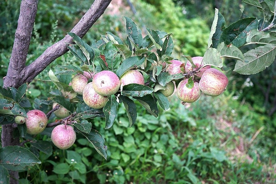 Uttarakhand's apple production is caught in a cascading chain of risks. Here are some insights from stakeholder perspectives