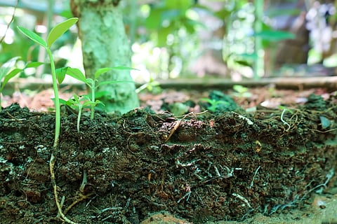 New FAO global assessment recognises loss of soil biodiversity as major threat to soil function