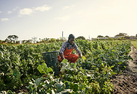 Farming can help drive southern Africa’s growth if countries in the region make trade easier