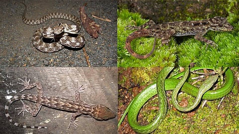Clockwise from top left: Boiga forsteni, named for Eltio A Forsten; Cnemaspis smaug, after Tolkien’s dragon; Ahaetulla dispar, linked to Sinhala for “eye plucker”; and Cyrtodactylus khasiensis, after the Khasi Hills.