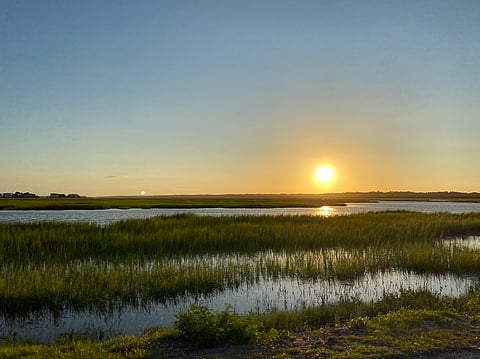Weakening natural carbon sinks threaten Net Zero plans: Wood Mackenzie