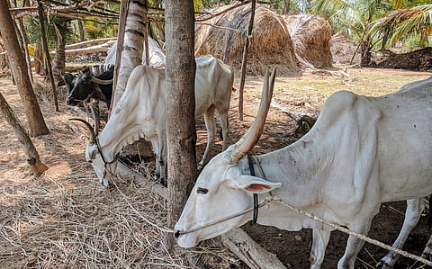 FAO evaluates potential and challenges of traditional herbal medicines for wider usage in livestock