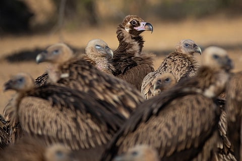 India’s vultures need not just conservation programmes but also protected landscapes