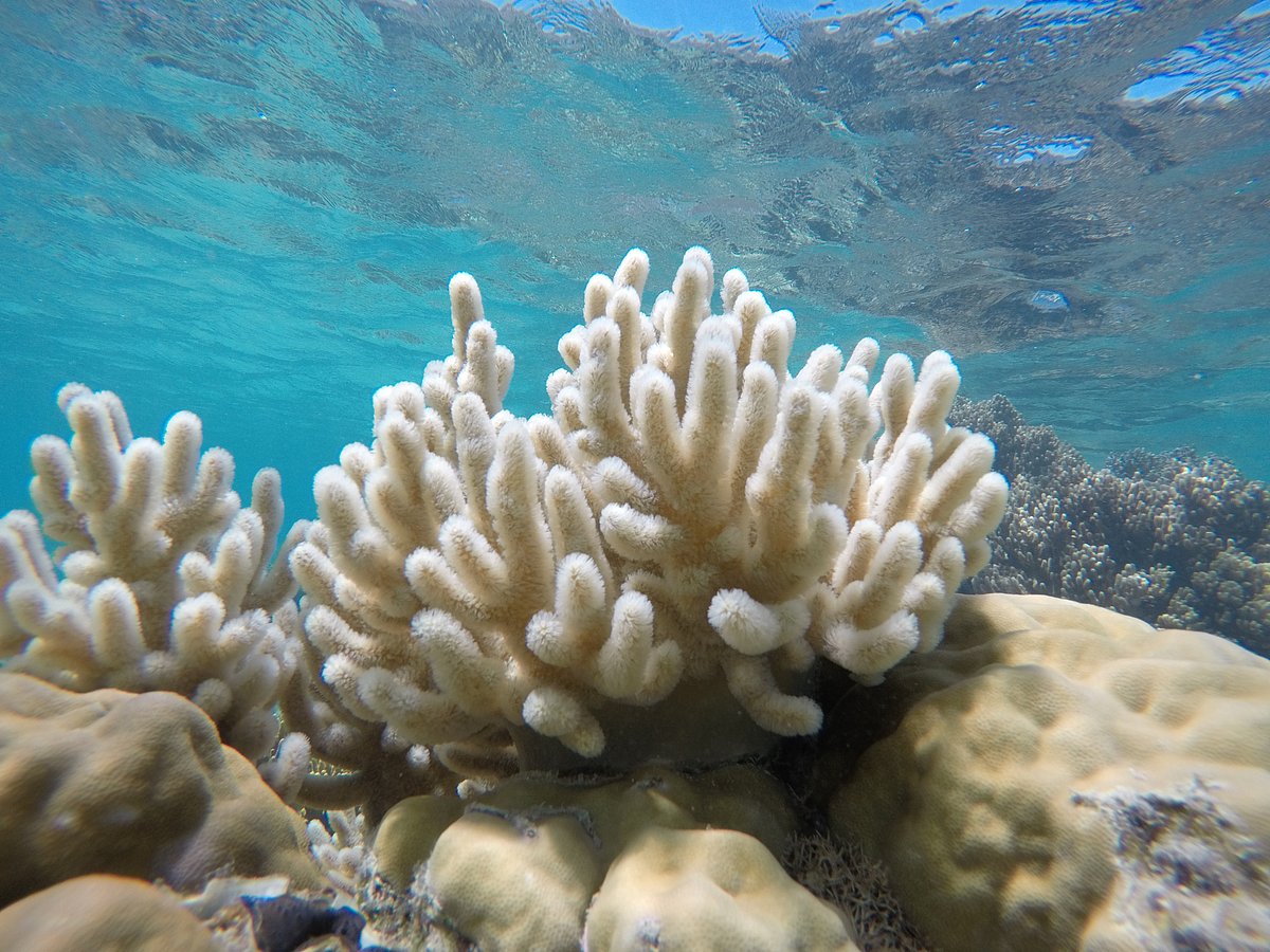 A record‑shattering El Niño is almost here. Here’s what that means for the world’s weather