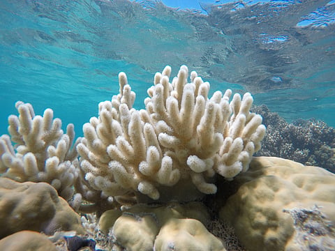 Bleached coral on the Great Barrier Reef.
