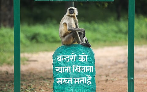 Why we should not feed these simians out of pity or piety