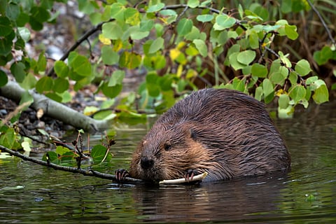 How beavers can help create fire breaks as part of a drought preparation plan