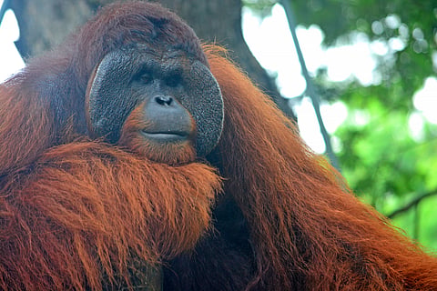Wildfires ravage 60% of Bornean orangutan habitat in Kalimantan, warns conservation group