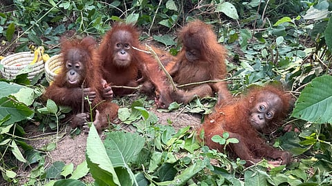 Members of the Van Suraksha Samiti found five orangutans early on September 9, 2026 in an open area of a casuarina plantation near the Udayapur-Talsari border in Balasore’s Bhograi area.