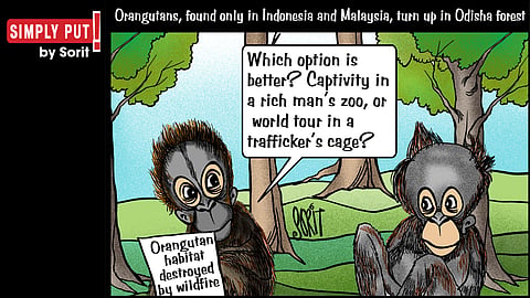 Simply Put: Orangutan