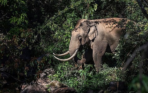 Munnar’s elephant problem is really one of a landscape under siege